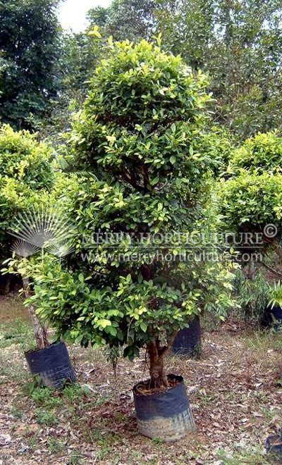 Ficus microcarpa 'Golden'